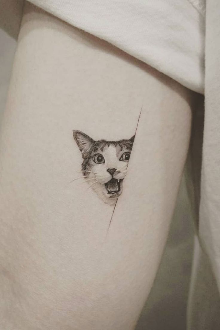 Cat Peeking Tattoos 5