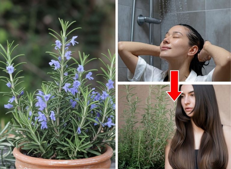 Rosemary-For-Thick-Hair